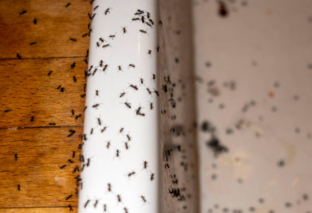 Best Pest Control Treatment  in Dunellen, NJ
