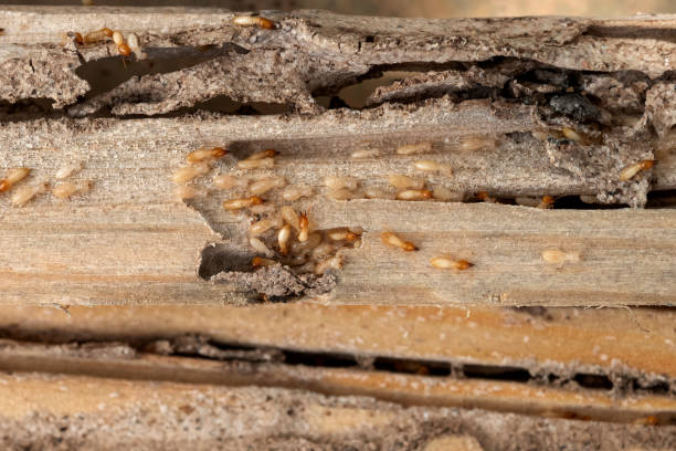 Best Commercial Pest Control Services  in Dunellen, NJ