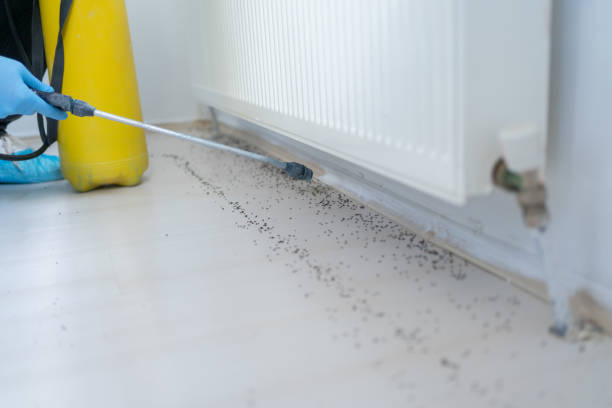 Best Pest Removal Services  in Dunellen, NJ
