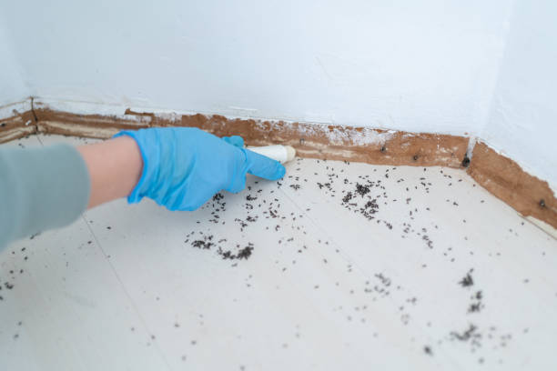 Flea Control Services in Dunellen, NJ